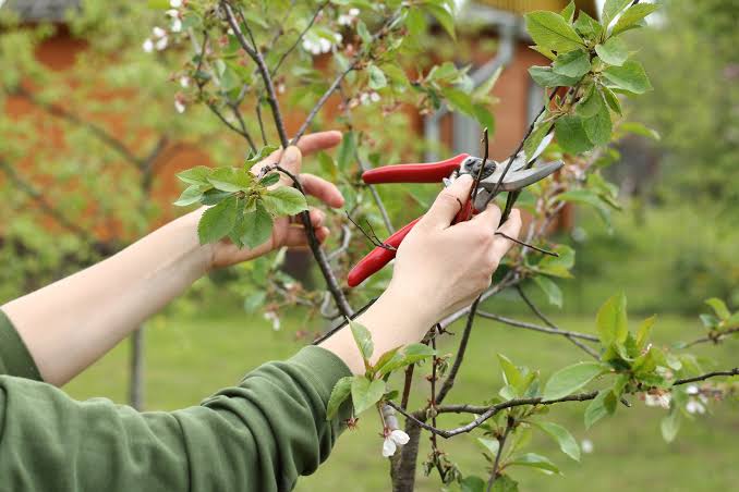 All In Tree Services and Pro of Dunwoody