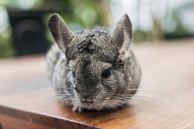 Everlight Pet Cremations Sydney